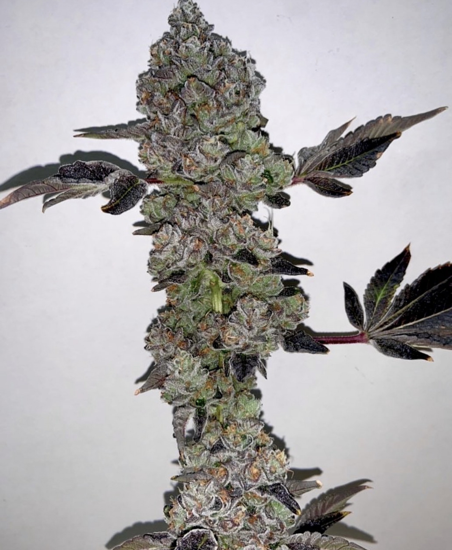 cherryrozay