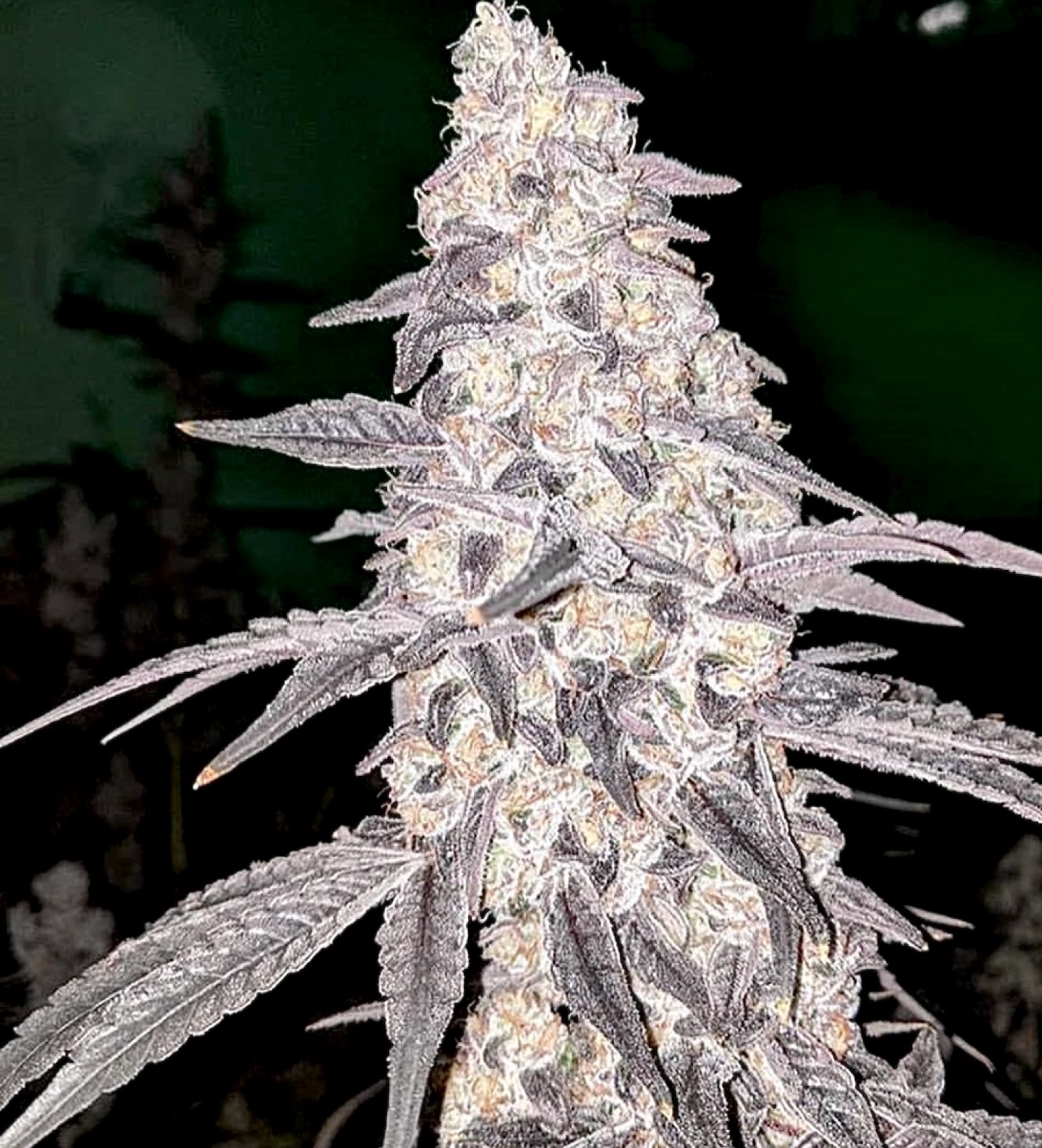 flodough