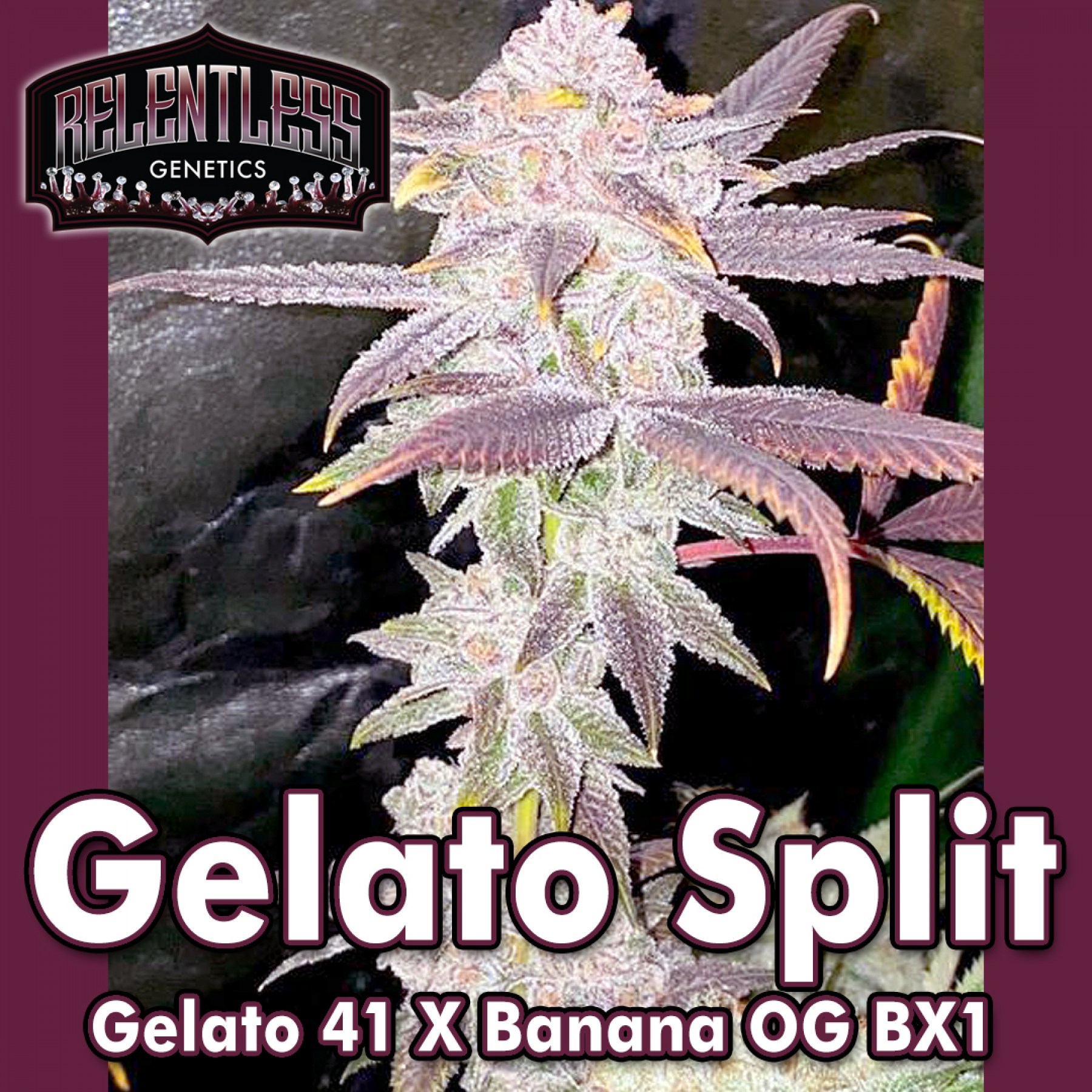 gelato-split