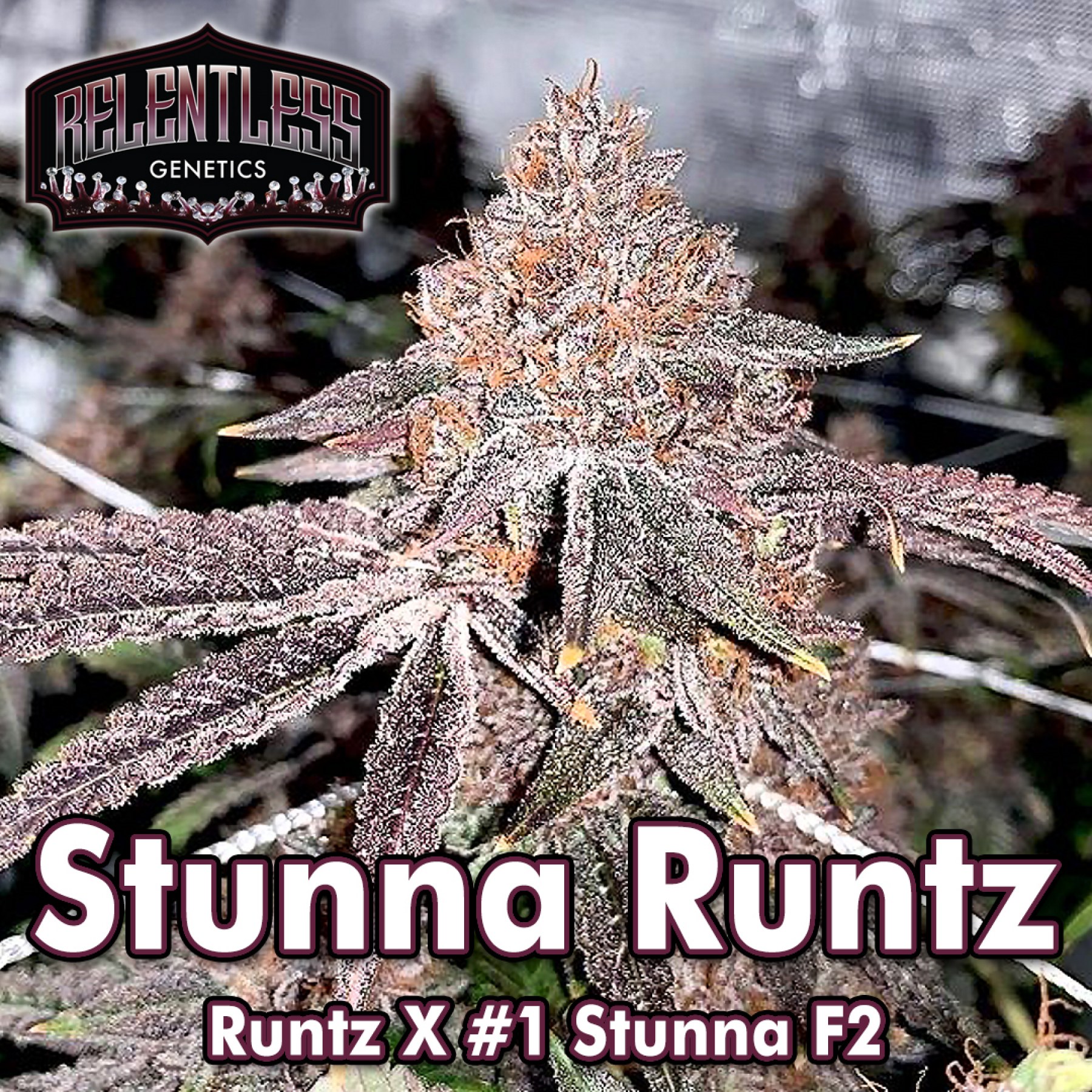 stunna-runtz