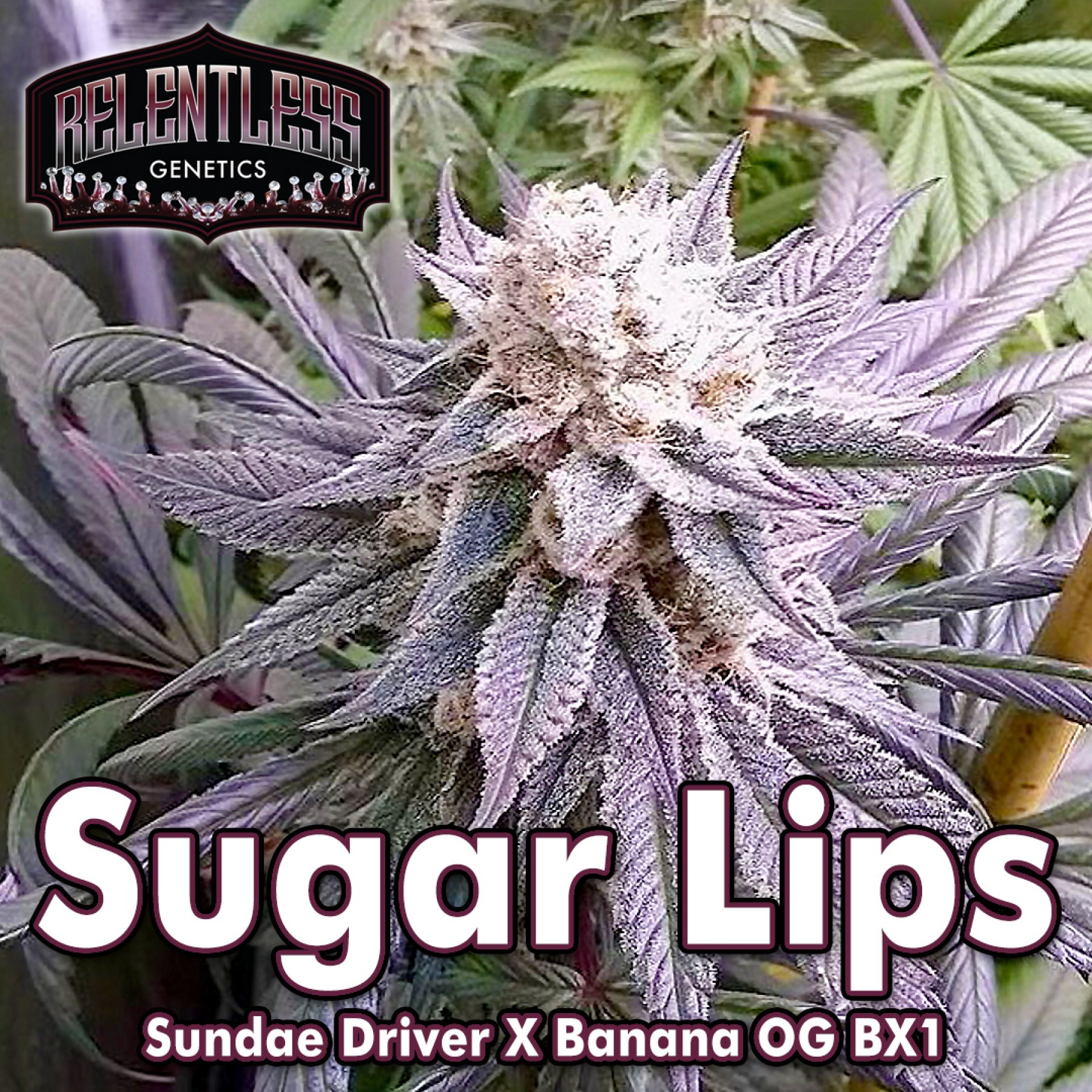 sugar-lips